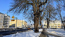 Sól ratuje kierowców, ale niszczy drzewa. Aktywiści alarmują w Elblągu Sól ratuje kierowców, ale niszczy drzewa. Aktywiści alarmują w Elblągu